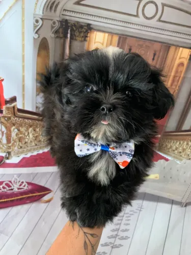 Shihtzu macho