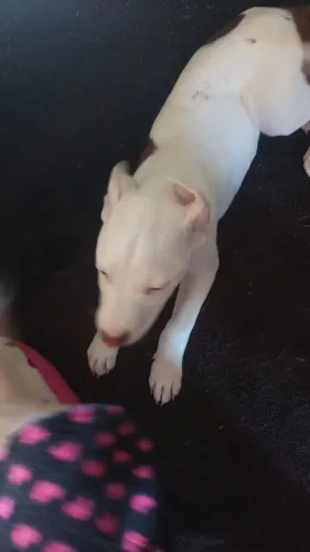 Pitbull macho