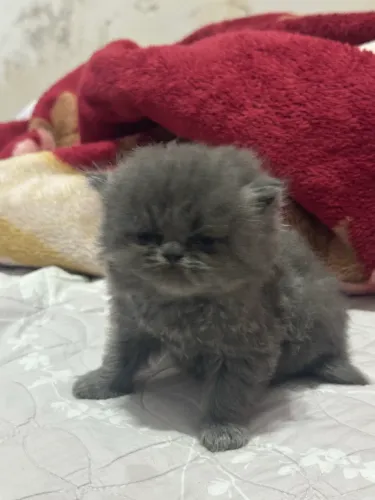 Gato persa