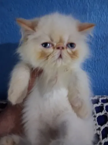 Filhotes de gatos persas