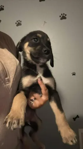 Filhotes de Rottweiler | Alegria em cada novo dia.