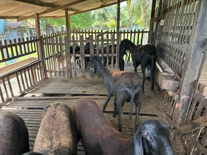 Vendo ovinos Berganês