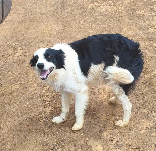 Bader collie 
