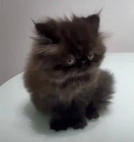 Gato Persa Black esfumado