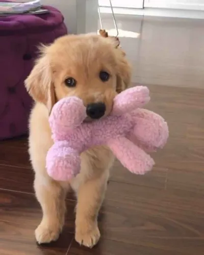 Filhote Golden Retriever, Seja recebido com alegria e carinho todos os dias!