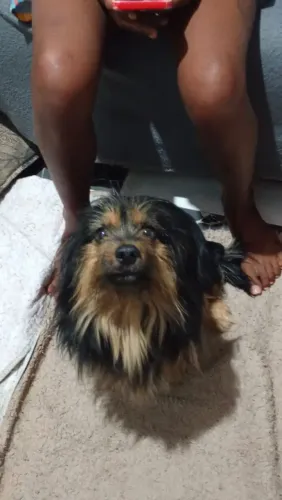 Doa-se esse cachorro e gosta muito de criança e macho