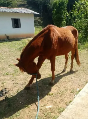 Vendo cavalo 