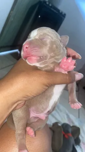 Filhotes de amstaff