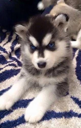 Husky Siberiano - A Melhor Torcida É Com Um Doguinho No Colo