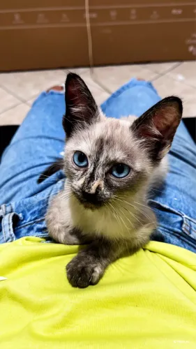 Gatinha pra doação 