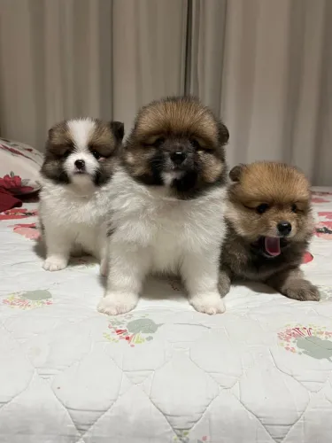 ? FILHOTES DE SPITZ ALEMÃO - LULU DA POMERÂNIA ?