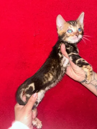 Gato Bengal Marbled