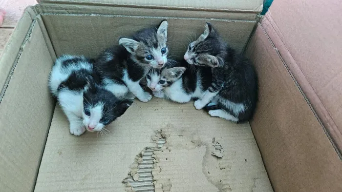 Gatos para adoção