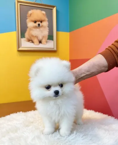 Spitz Alemão Encantando por Onde Passa