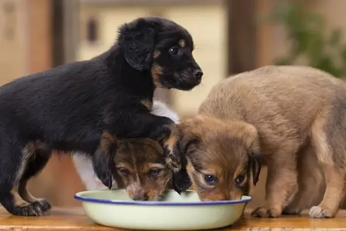 Doação de Filhote de labrador preto Doacao conciente Leiam a Descricao