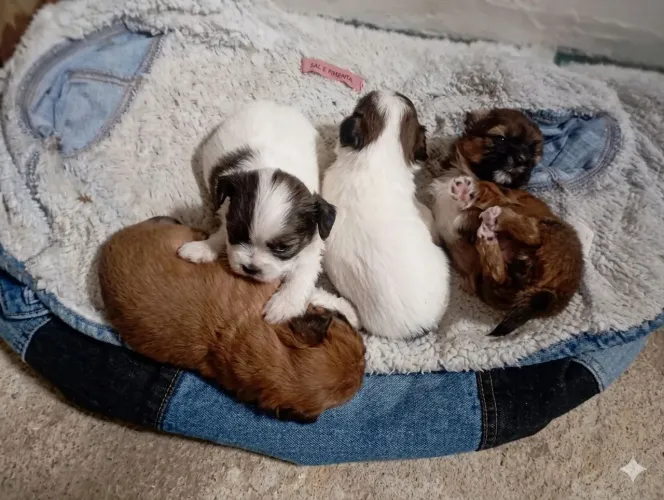 Cachorrinho Shitzu ?
