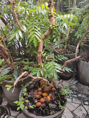 Vendo um pé de jabuticaba com 7 anos carregado de frutos no vaso de 100 litros