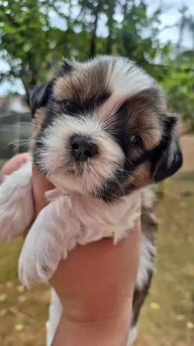 Lindo Filhote Shitzu macho disponível !!!