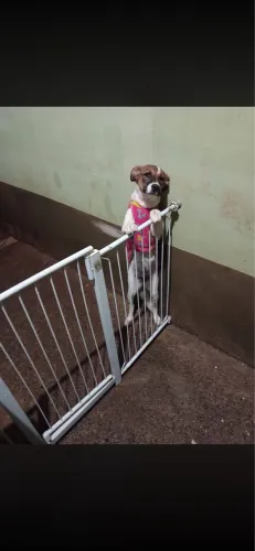 adoção cachorra SRD