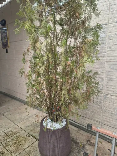 Vaso com planta completa