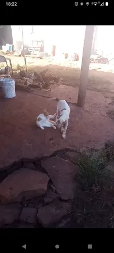 Cachorrinha para doação 