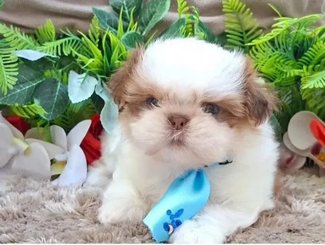 Shih tzus minis  belíssimos e puros 
