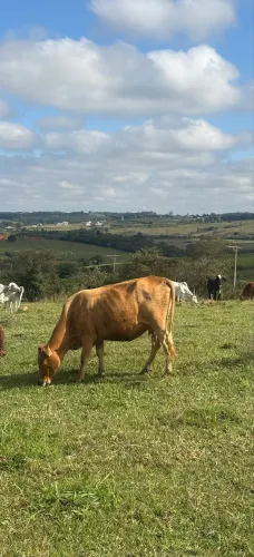 Vaca prenha 5 meses.