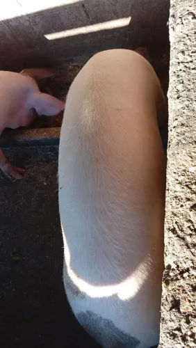 Porco