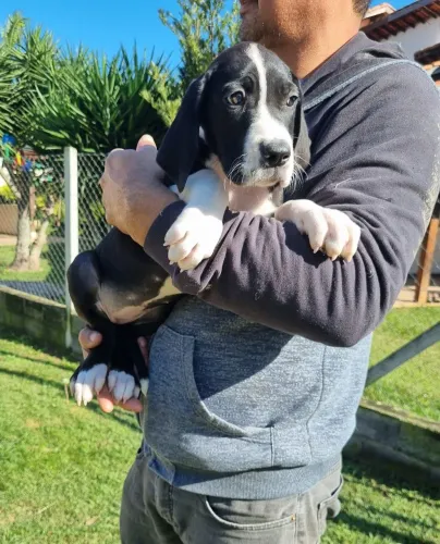 Femea Dogue Alemão- Porte Gigante c/ Pedigree 