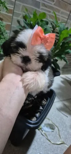 Shihtzu fêmea SUPER PEQUENA