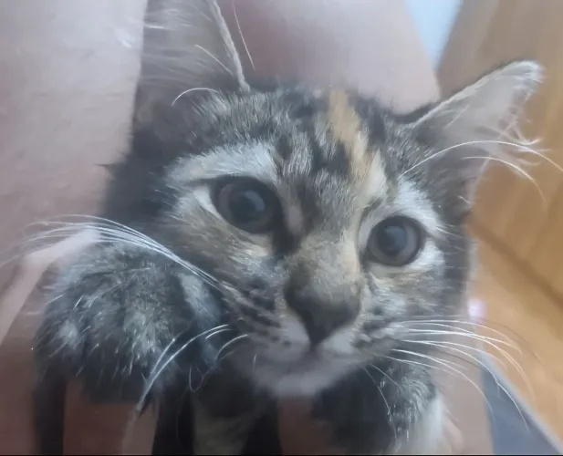Gata Femea Castrada Para doação.