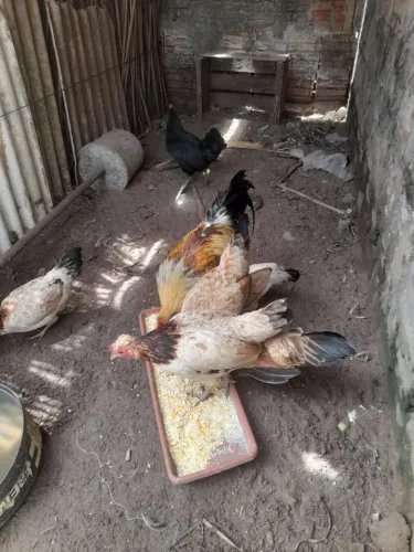 Vende_se galo e galinhas