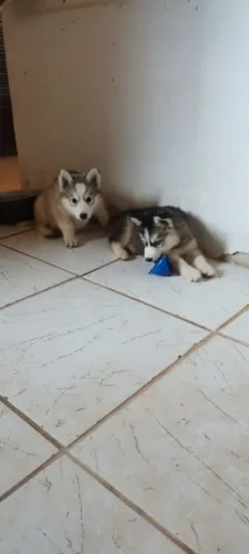 Filhotes de husky siberiano 