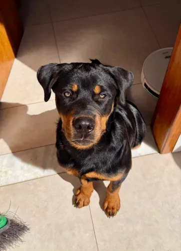 Rotweiler 5 meses