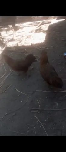 2 Galinhas ameraucanas e 1 Galo