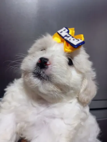 Poodle nasceu dia 14 de abril 