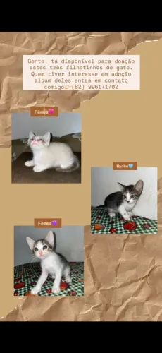 Gatinhos 