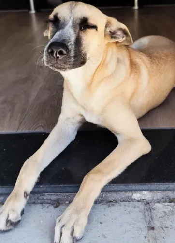 Cachorrinha para doação