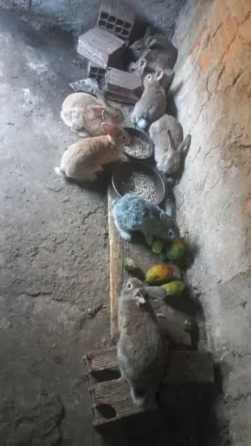 Coelhos a venda