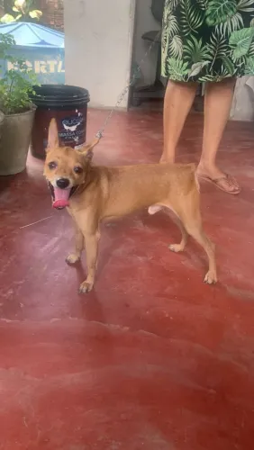 Doação pinscher