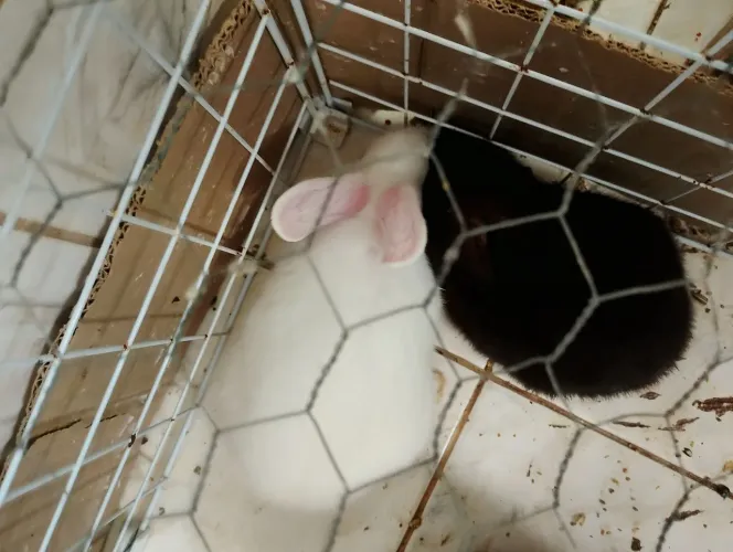 Coelhos