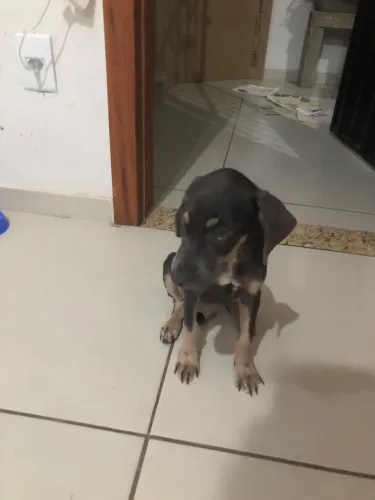 Adote esse filhote!