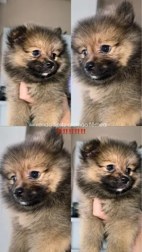 Cachorro