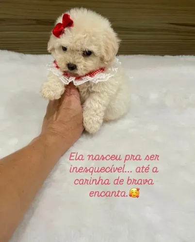 Poodle toy fêmea