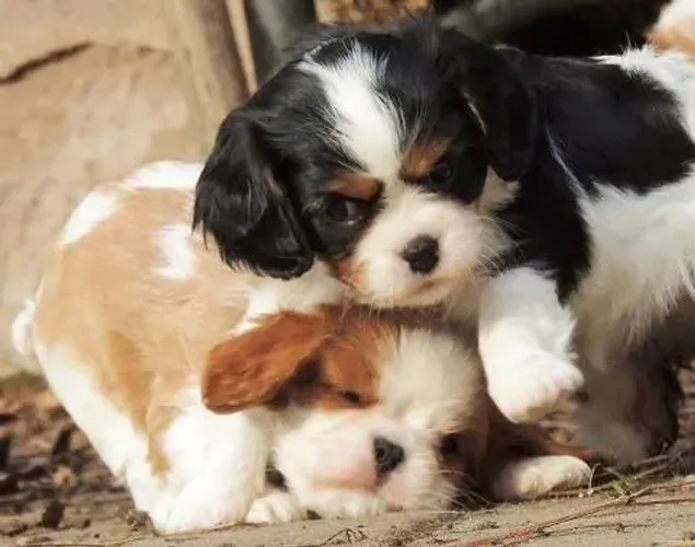 Filhotes de Cavalier King Charles Pronto pro seu novo lar