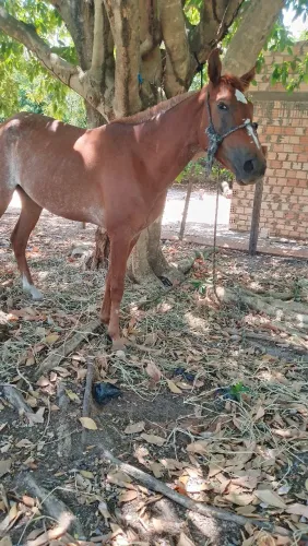Vendo essa potra