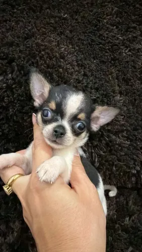Chihuahua macho Pêlo curto. Filhote bem pequeno com pelagem tricolor 