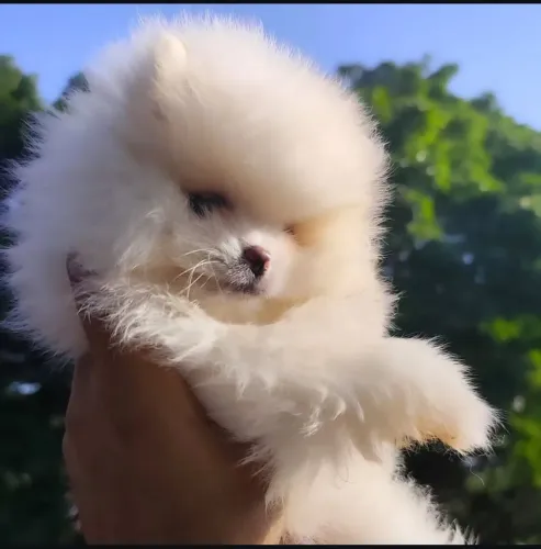 Spitz alemão Lulu da Pomerânia