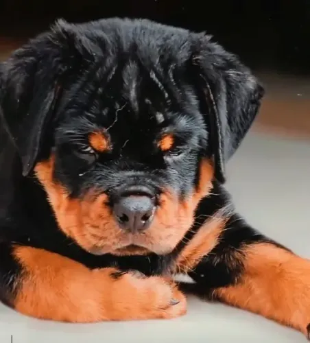 MACHOS E FÊMEAS - FILHOTES DE ROTTWEILER
