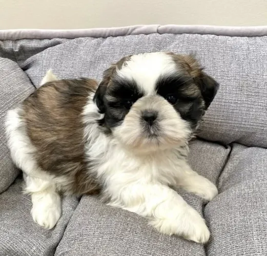 Shihtzu Mini Filhotes Malhadinhos Bicolores.